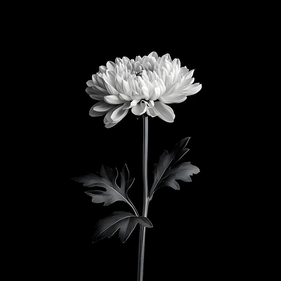 avatar hinh anh hoa cuc trang buon 960px 960px avatar 32