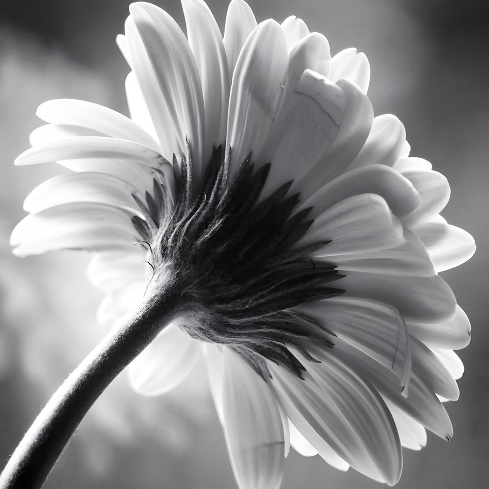 avatar hinh anh hoa cuc trang buon 960px 960px avatar 22