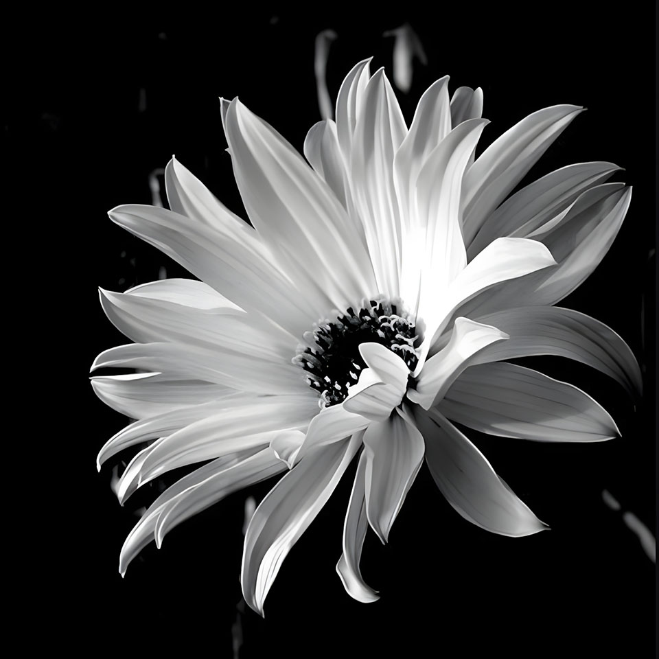 avatar hinh anh hoa cuc trang buon 960px 960px avatar 20