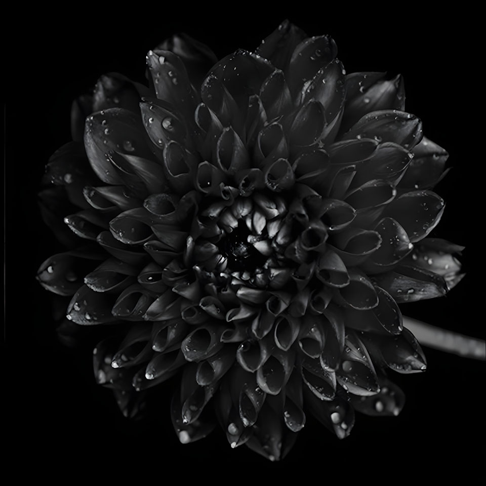 avatar hinh anh hoa cuc trang buon 960px 960px avatar 19