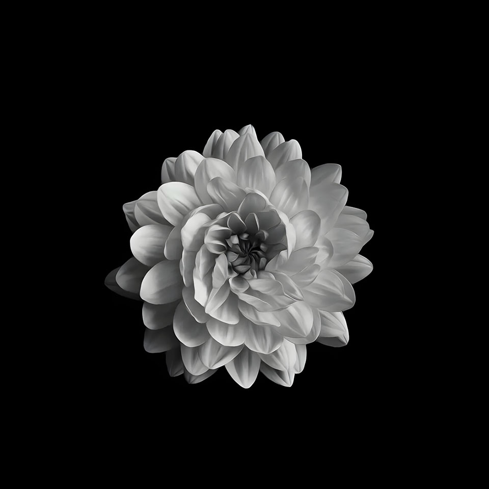 avatar hinh anh hoa cuc trang buon 960px 960px avatar 18