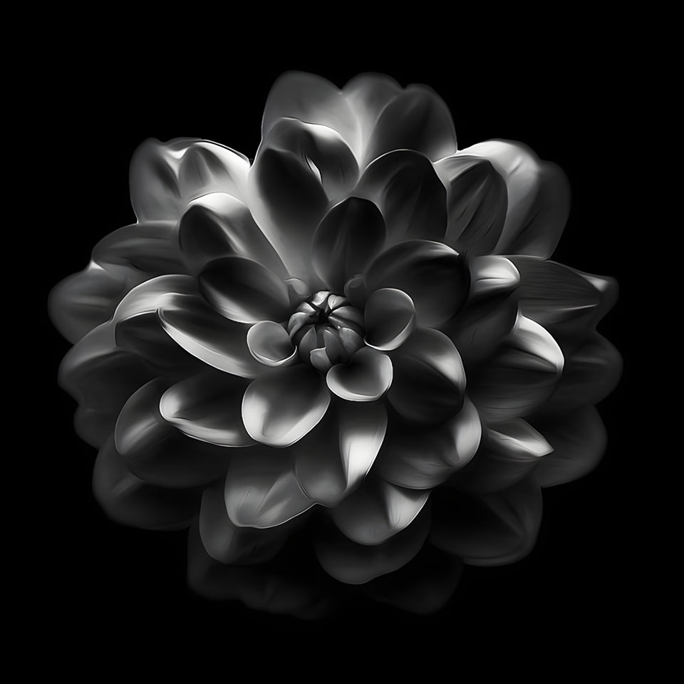 avatar hinh anh hoa cuc trang buon 960px 960px avatar 17