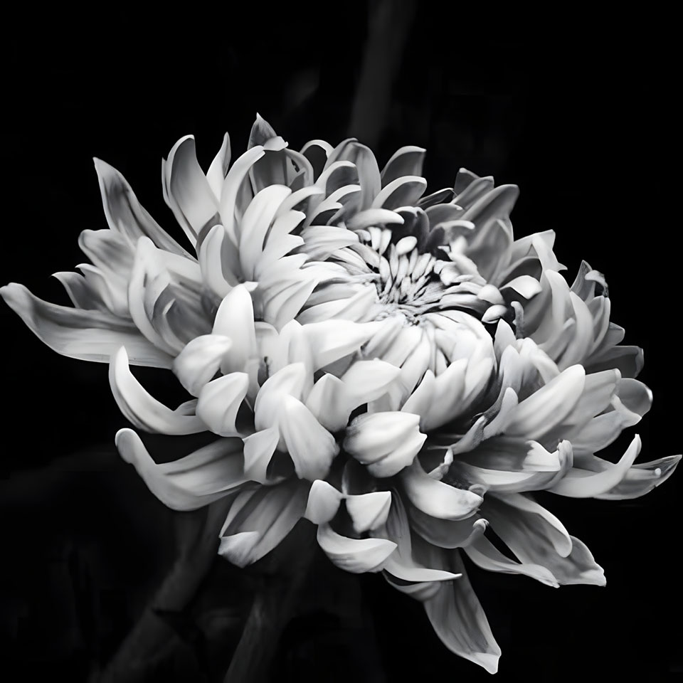 avatar hinh anh hoa cuc trang buon 960px 960px avatar 14