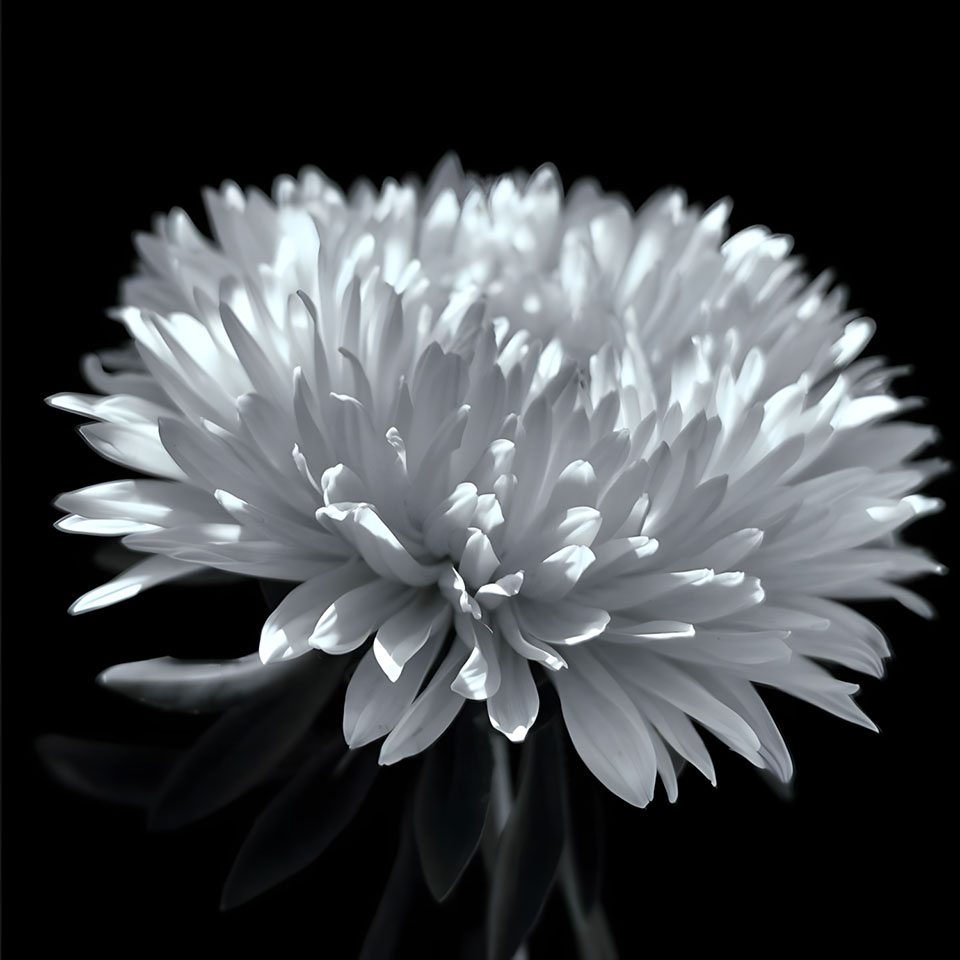 avatar hinh anh hoa cuc trang buon 960px 960px avatar 31