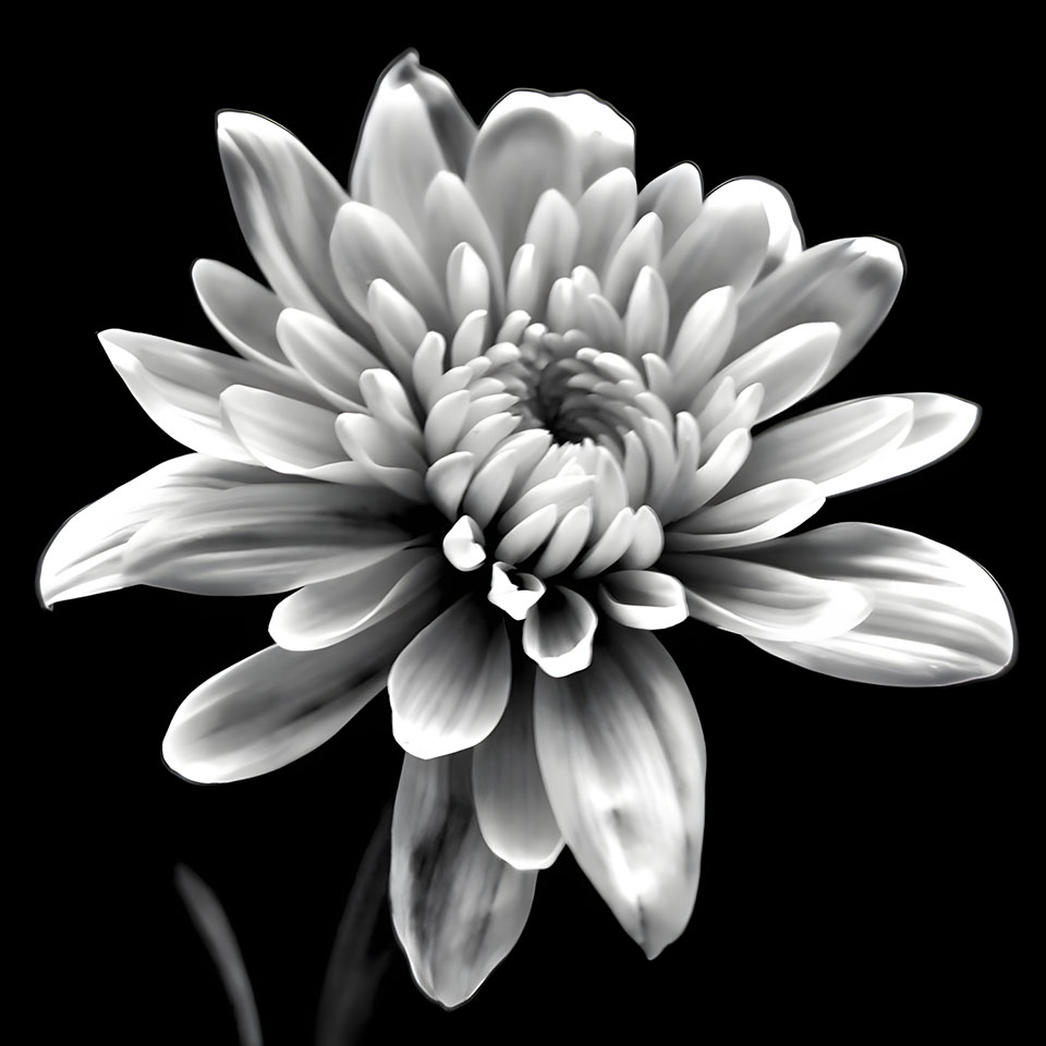 avatar hinh anh hoa cuc trang buon 960px 960px avatar 12