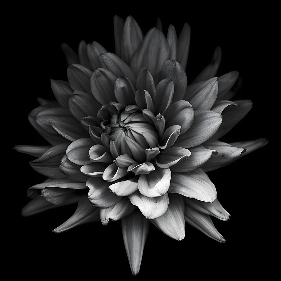 avatar hinh anh hoa cuc trang buon 960px 960px avatar 11