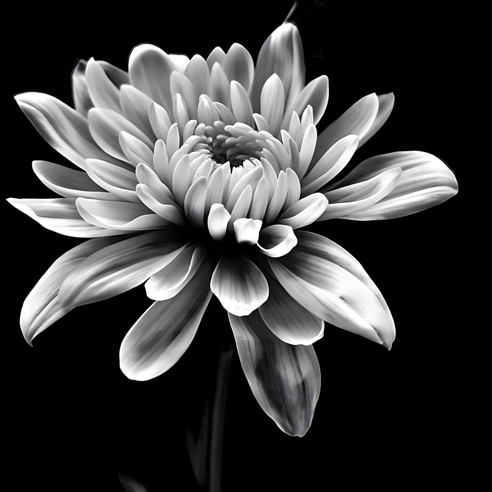 avatar hinh anh hoa cuc trang buon 960px 960px avatar 10