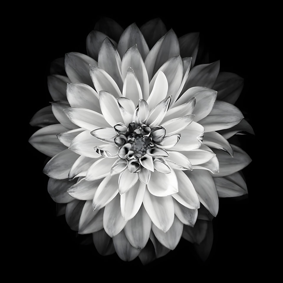 avatar hinh anh hoa cuc trang buon 960px 960px avatar 7