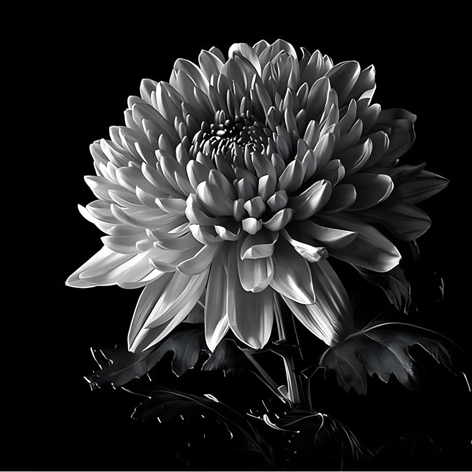 avatar hinh anh hoa cuc trang buon 960px 960px avatar 5