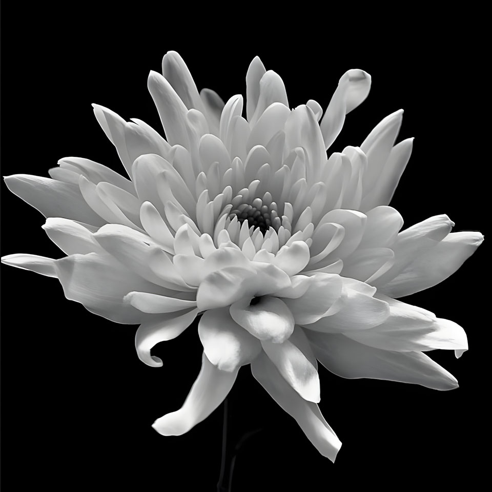 avatar hinh anh hoa cuc trang buon 960px 960px avatar 30