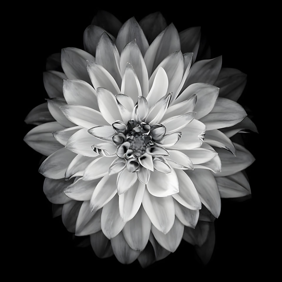 avatar hinh anh hoa cuc trang buon 960px 960px avatar 3