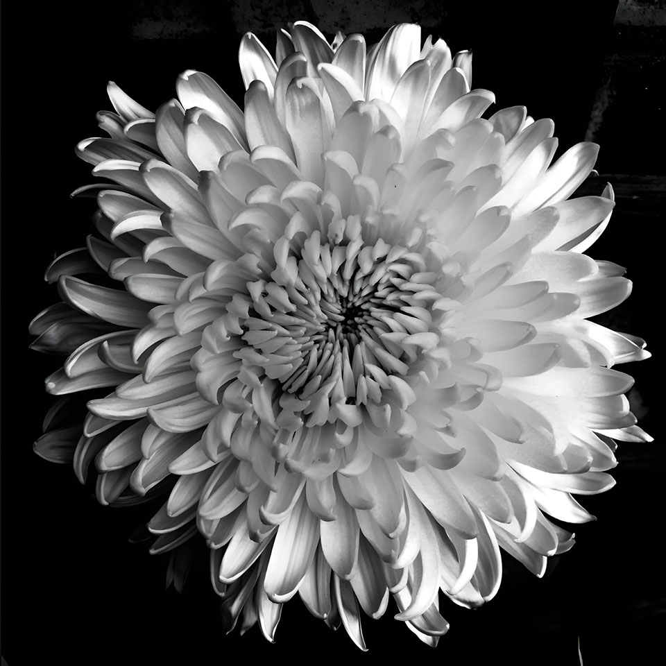 avatar hinh anh hoa cuc trang buon 960px 960px avatar 2