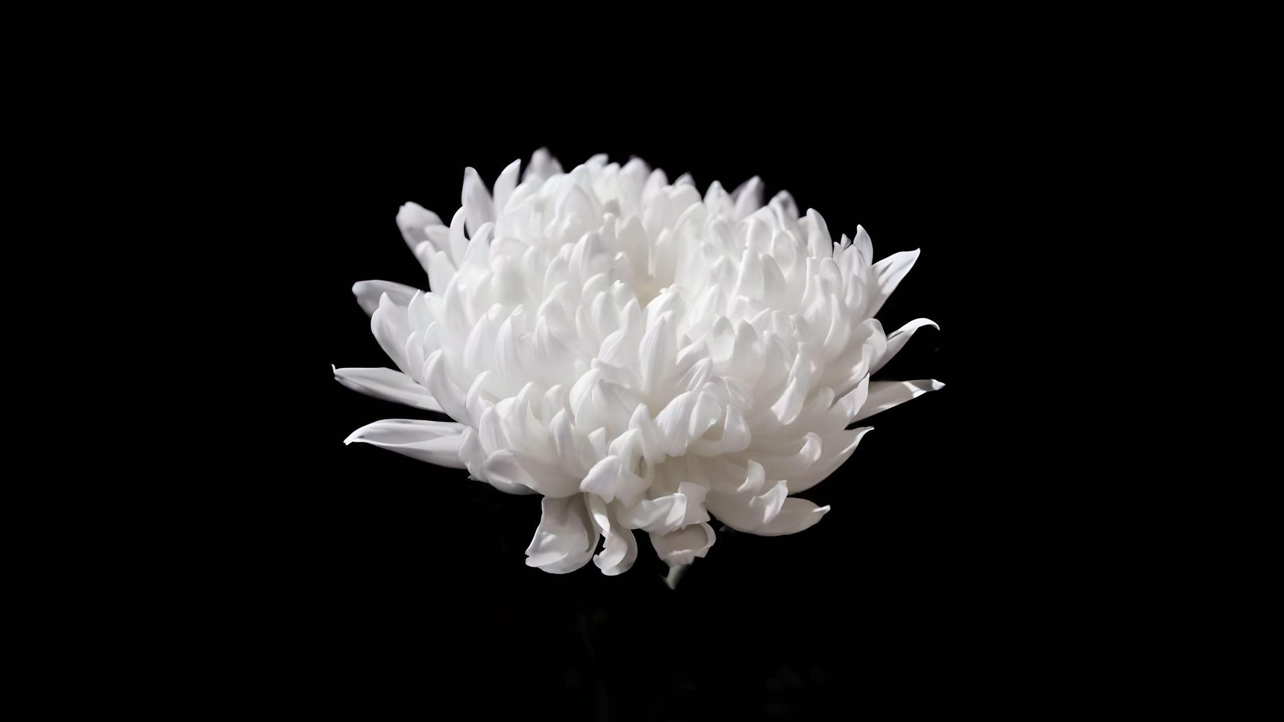 hinh nen den hinh anh hoa cuc trang buon 2560px 1440px 2k 1