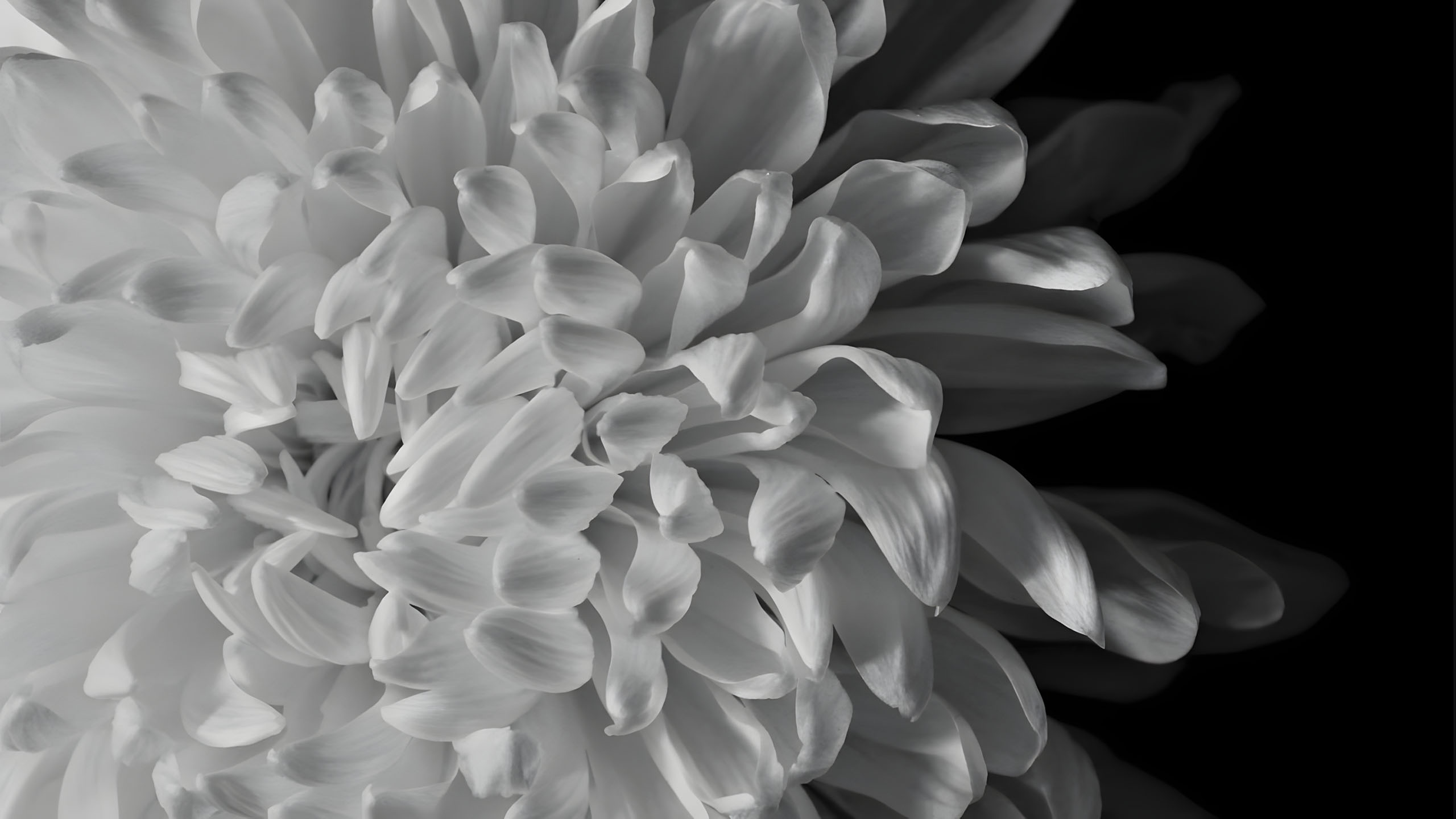 hinh nen den hinh anh hoa cuc trang buon 2560px 1440px 2k 26