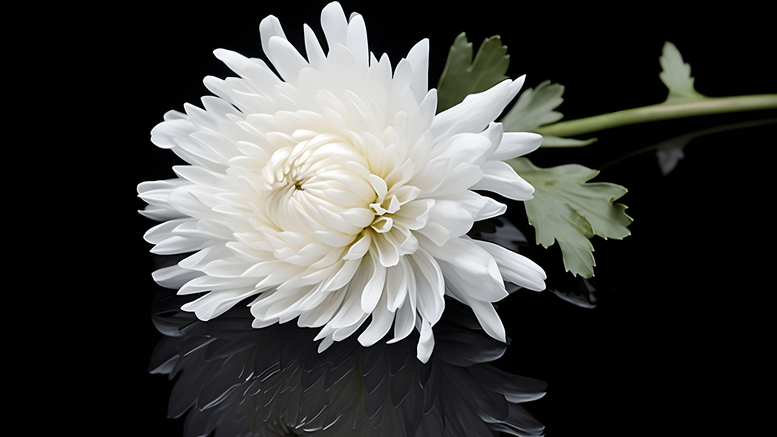 hinh nen den hinh anh hoa cuc trang buon 2560px 1440px 2k 25