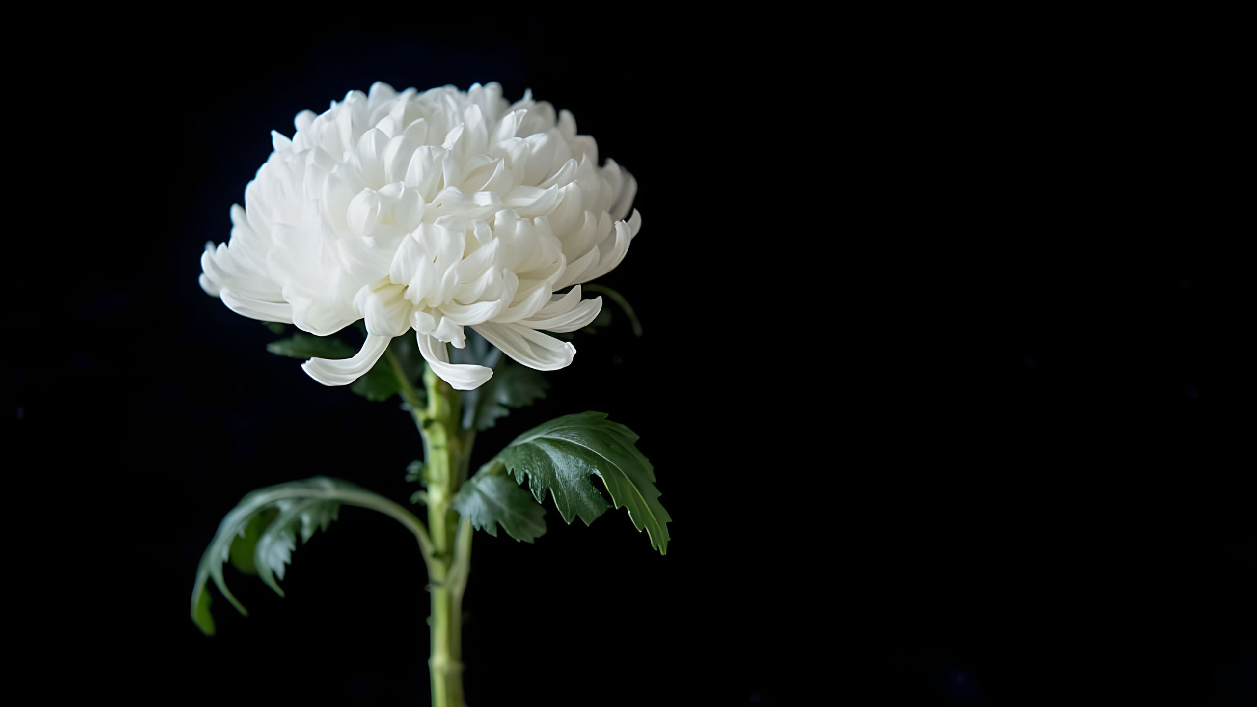 hinh nen den hinh anh hoa cuc trang buon 2560px 1440px 2k 23