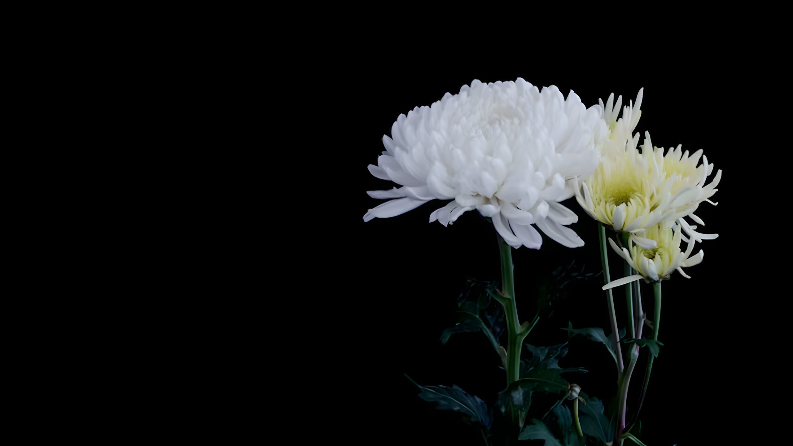 hinh nen den hinh anh hoa cuc trang buon 2560px 1440px 2k 20