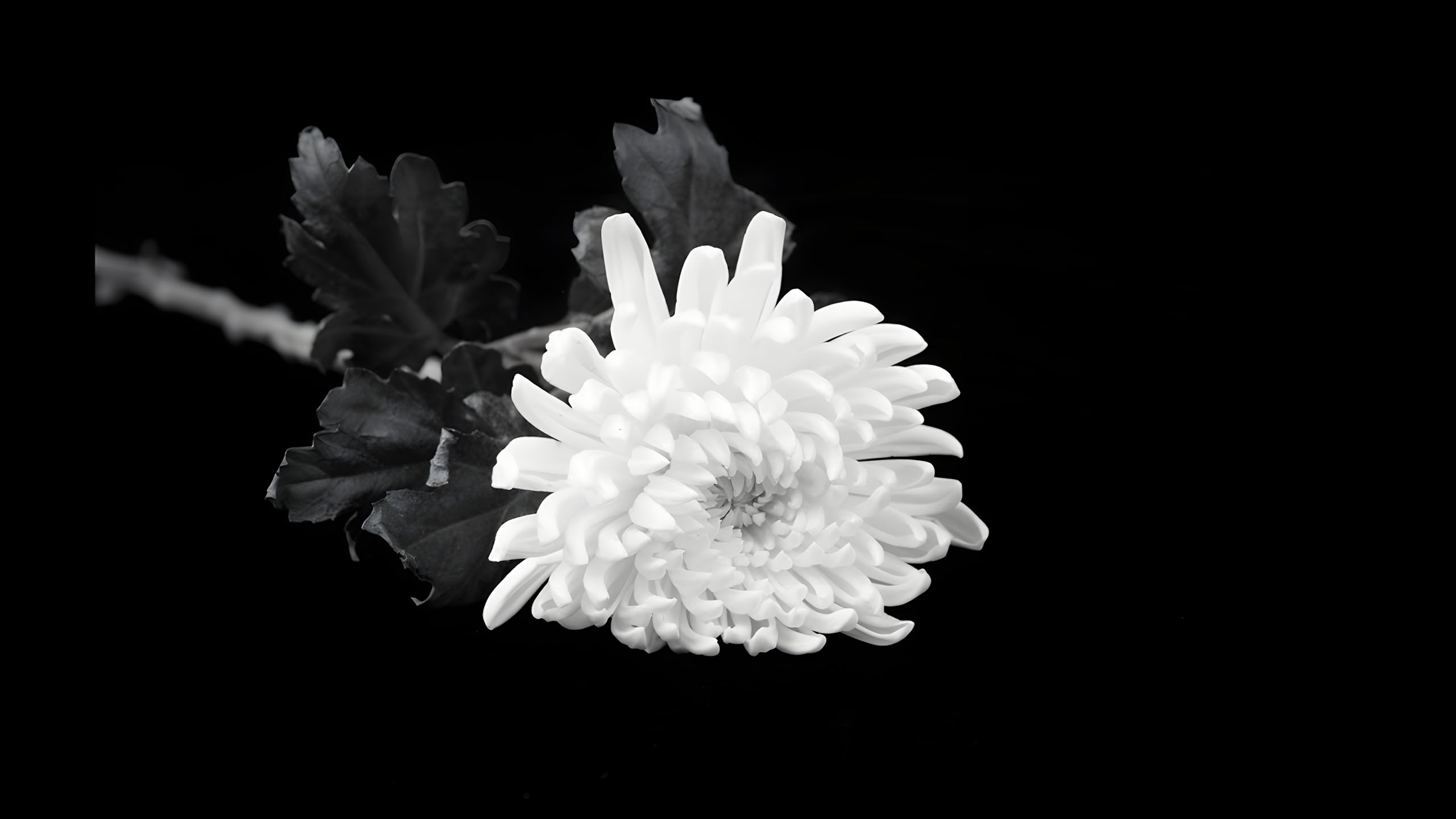 hinh nen den hinh anh hoa cuc trang buon 2560px 1440px 2k 19