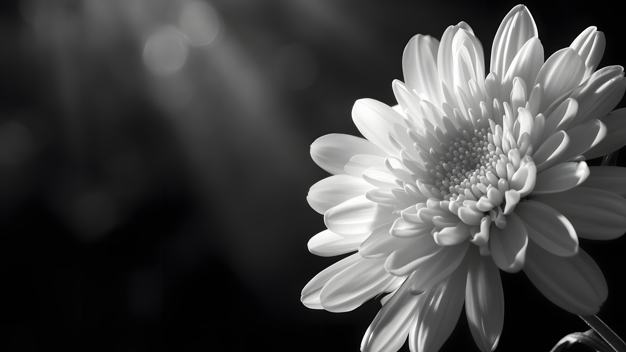 hinh nen den hinh anh hoa cuc trang buon 2560px 1440px 2k 18