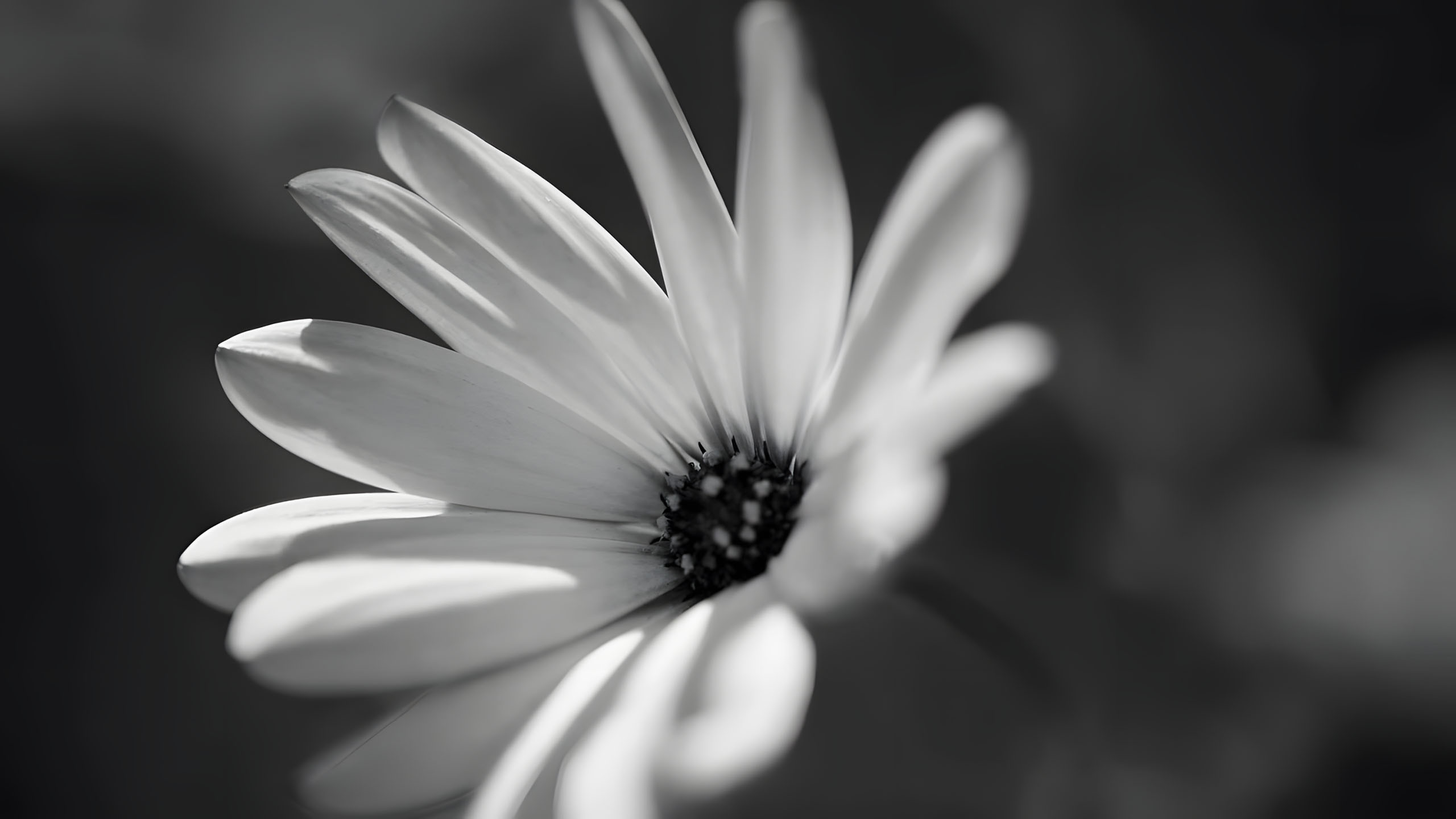 hinh nen den hinh anh hoa cuc trang buon 2560px 1440px 2k 17