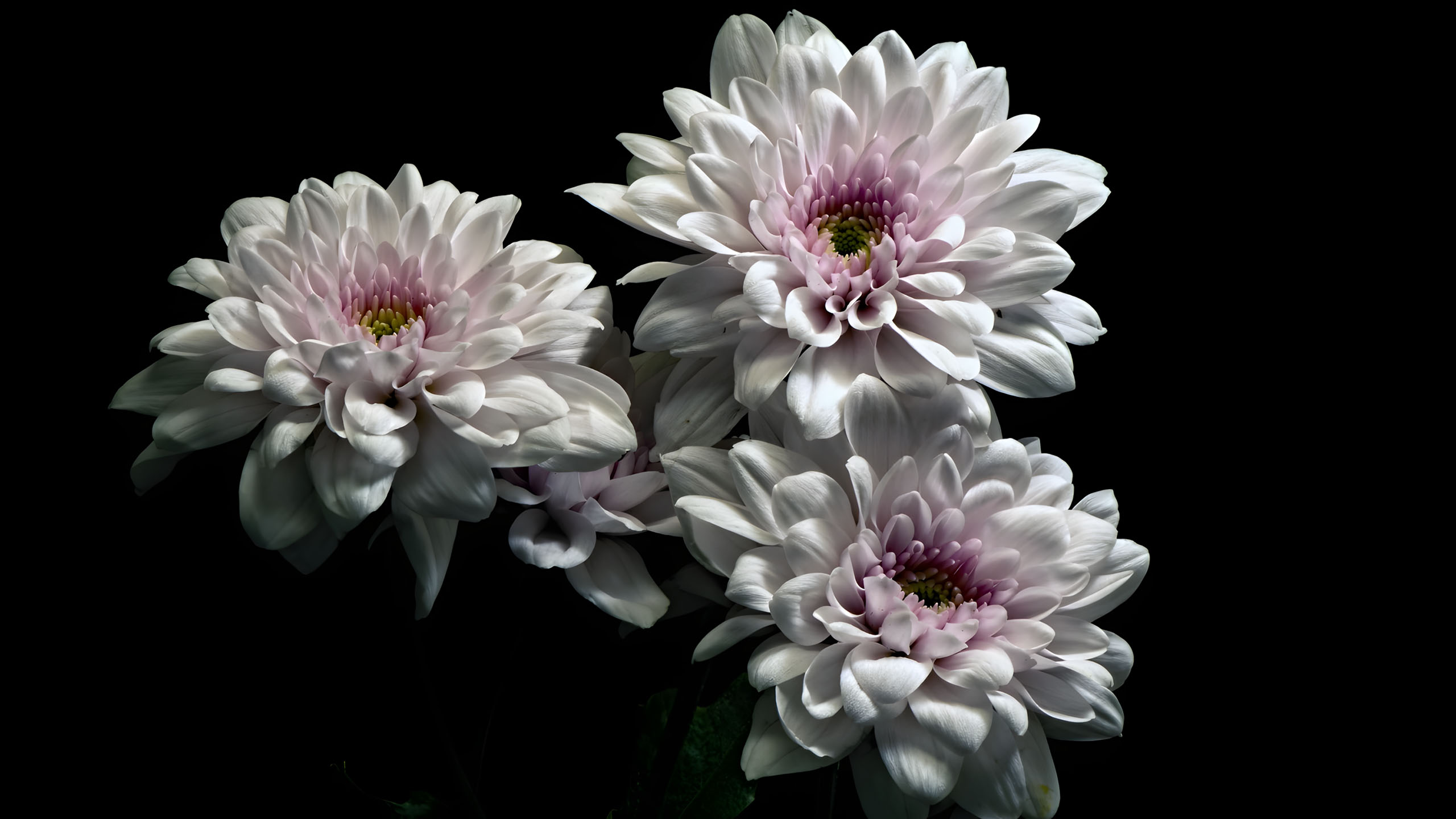 hinh nen den hinh anh hoa cuc trang buon 2560px 1440px 2k 15