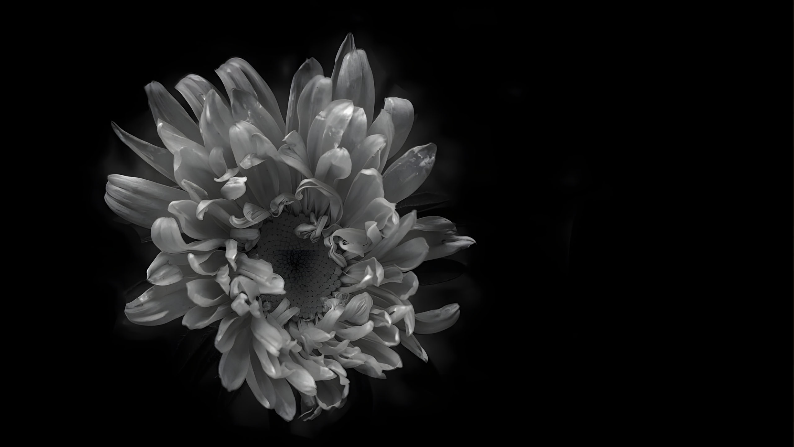 hinh nen den hinh anh hoa cuc trang buon 2560px 1440px 2k 14