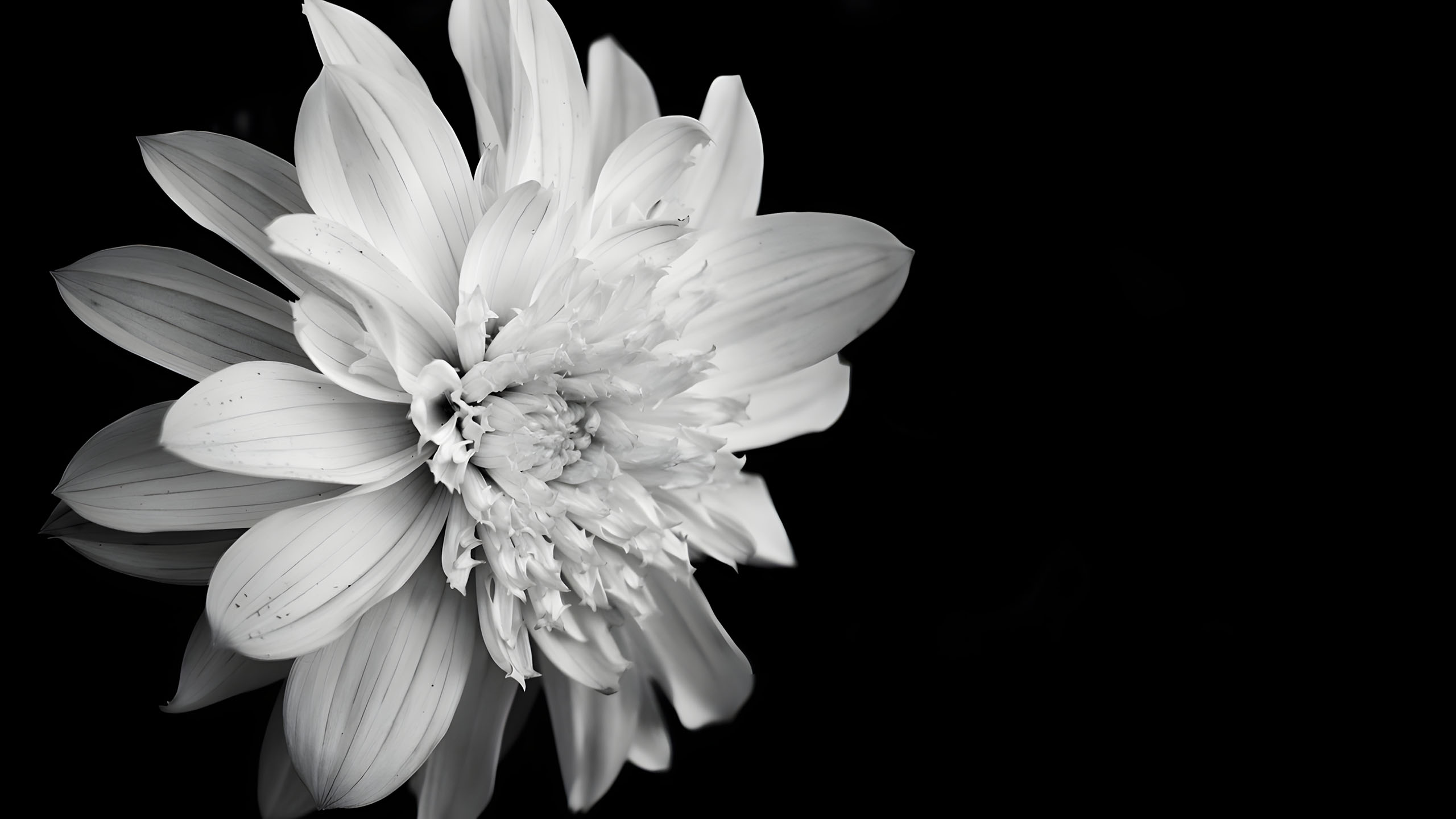 hinh nen den hinh anh hoa cuc trang buon 2560px 1440px 2k 13