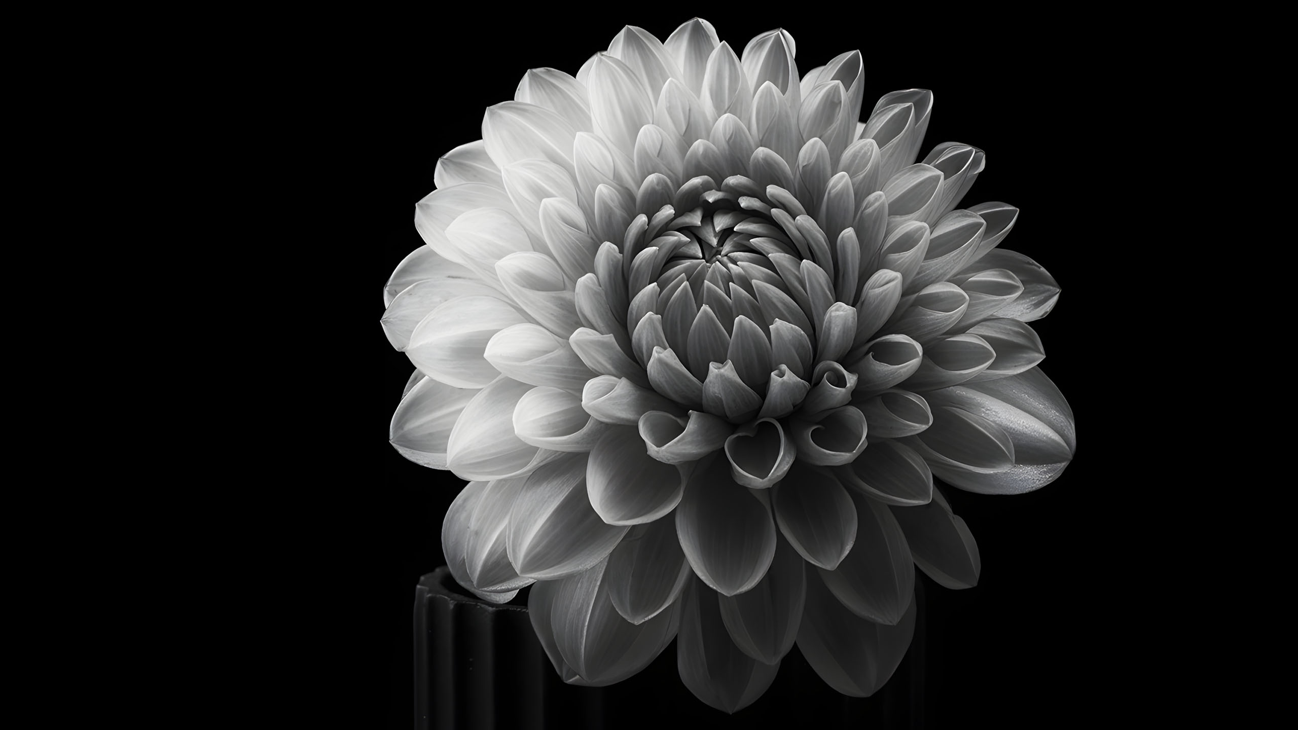 hinh nen den hinh anh hoa cuc trang buon 2560px 1440px 2k 12