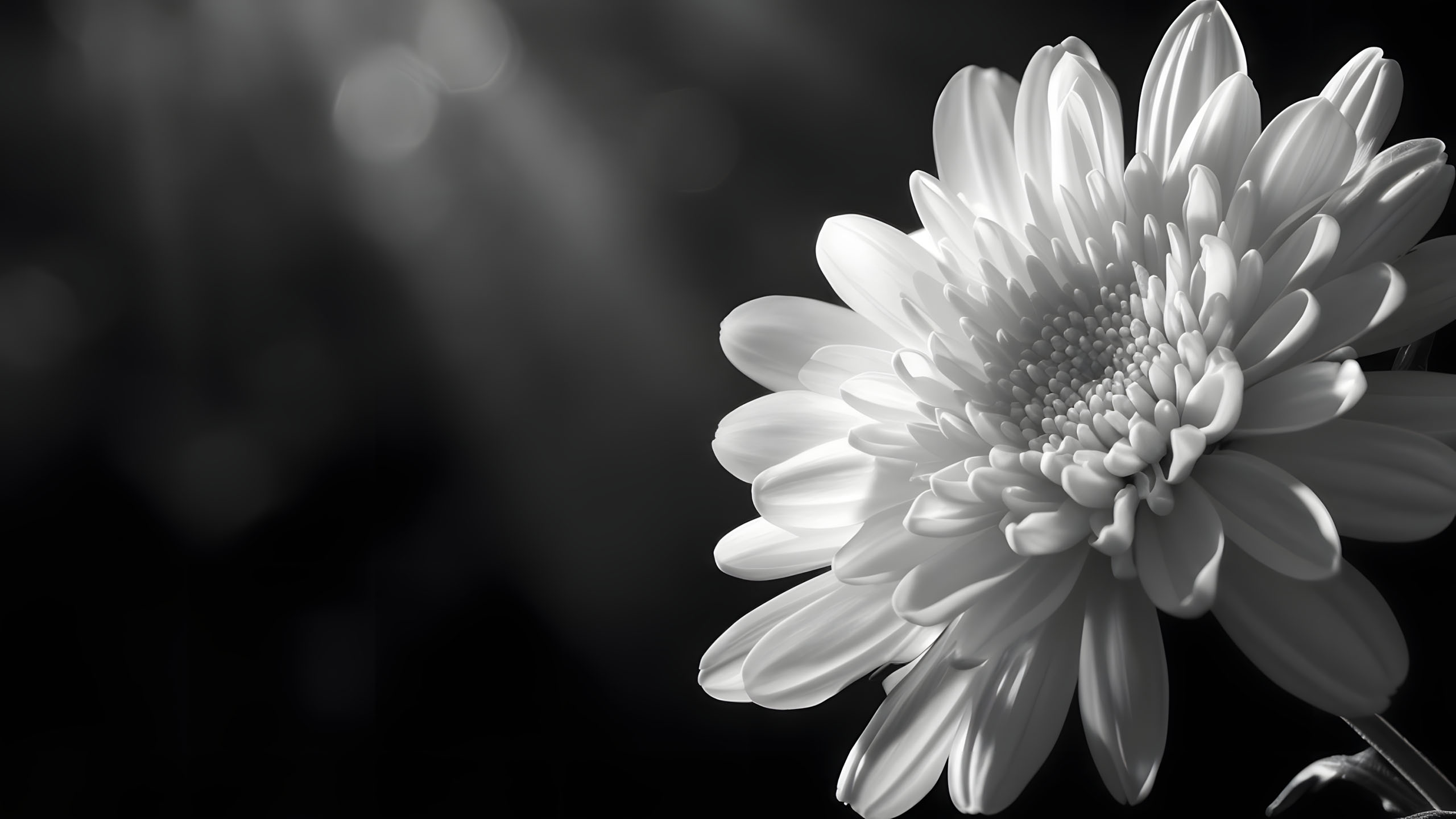 hinh nen den hinh anh hoa cuc trang buon 2560px 1440px 2k 11