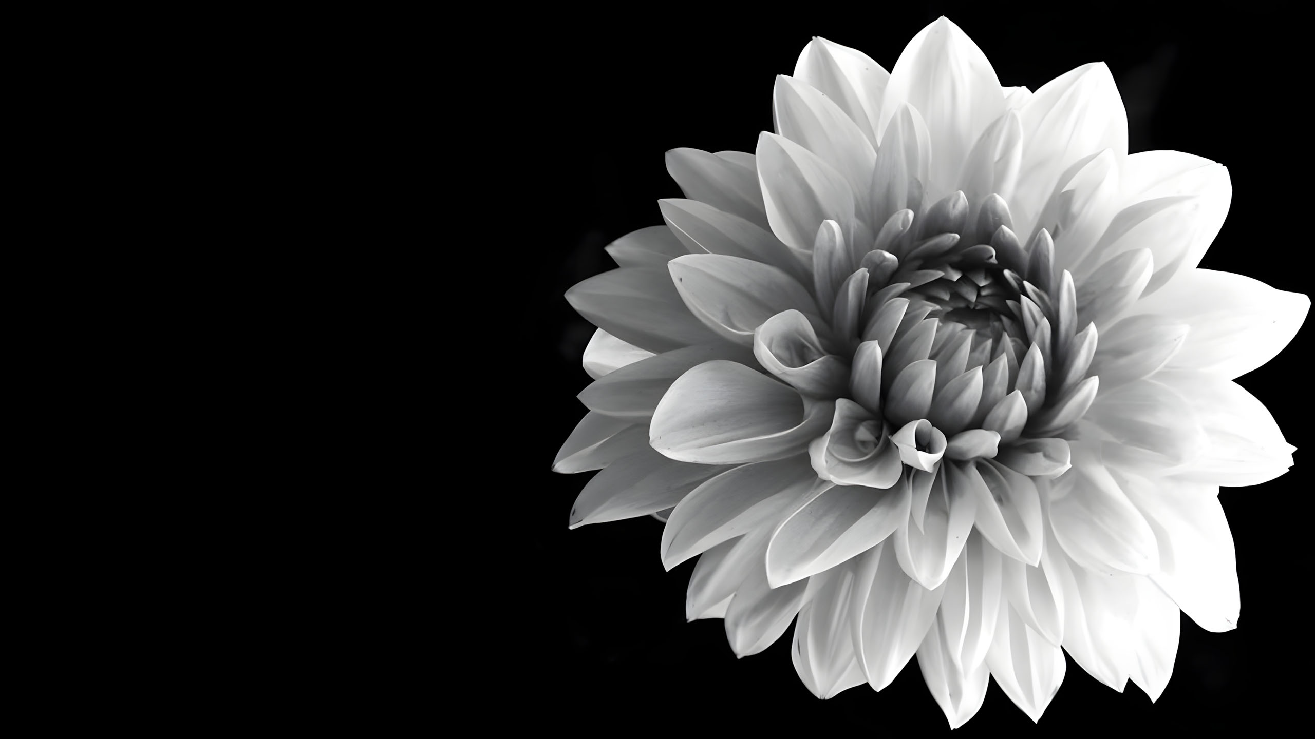 hinh nen den hinh anh hoa cuc trang buon 2560px 1440px 2k 10