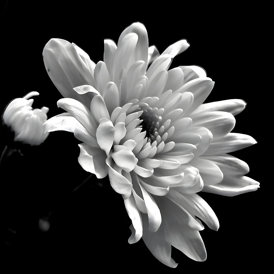 avatar hinh anh hoa cuc trang buon 960px 960px avatar 28