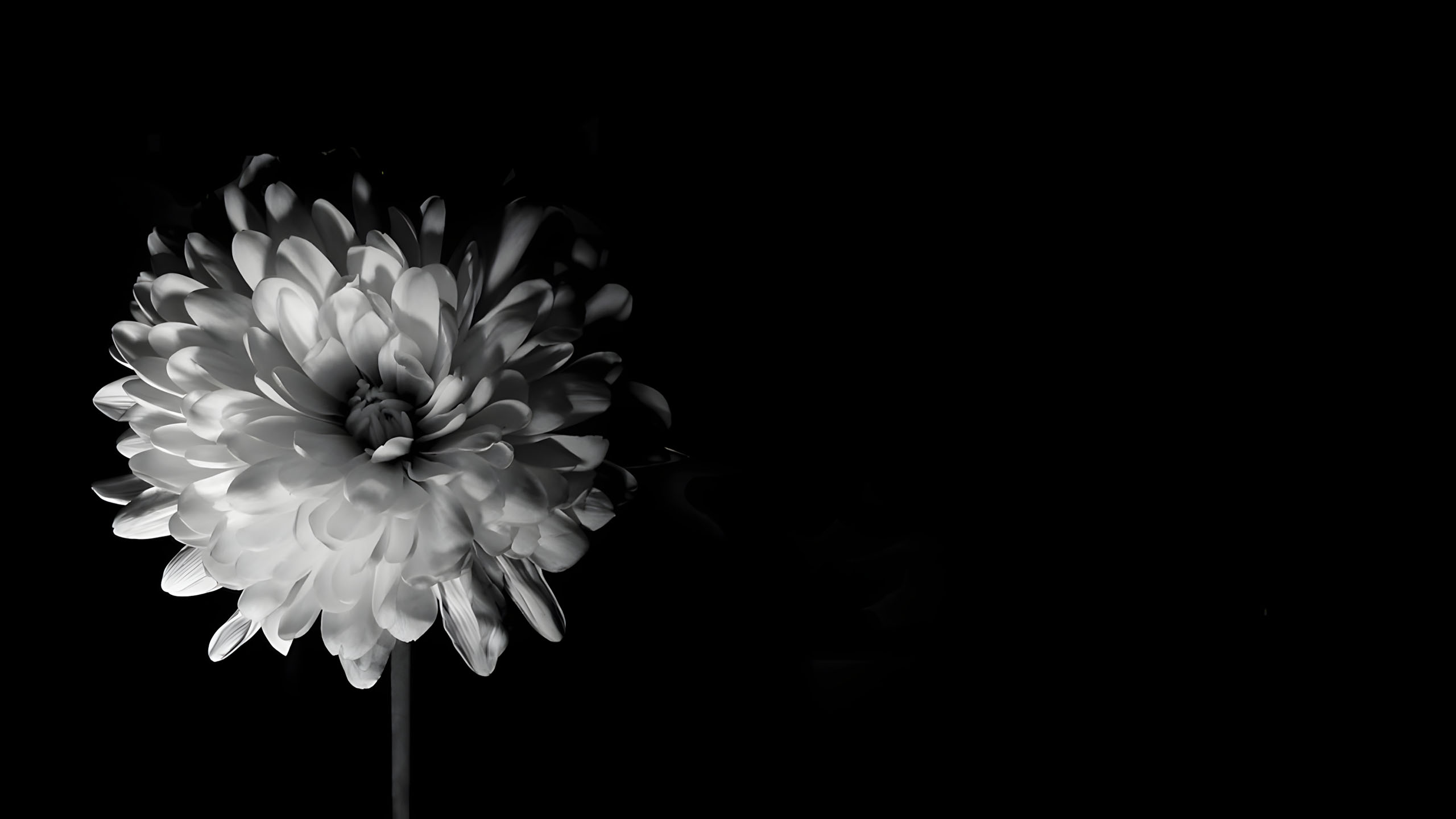 hinh nen den hinh anh hoa cuc trang buon 2560px 1440px 2k 8