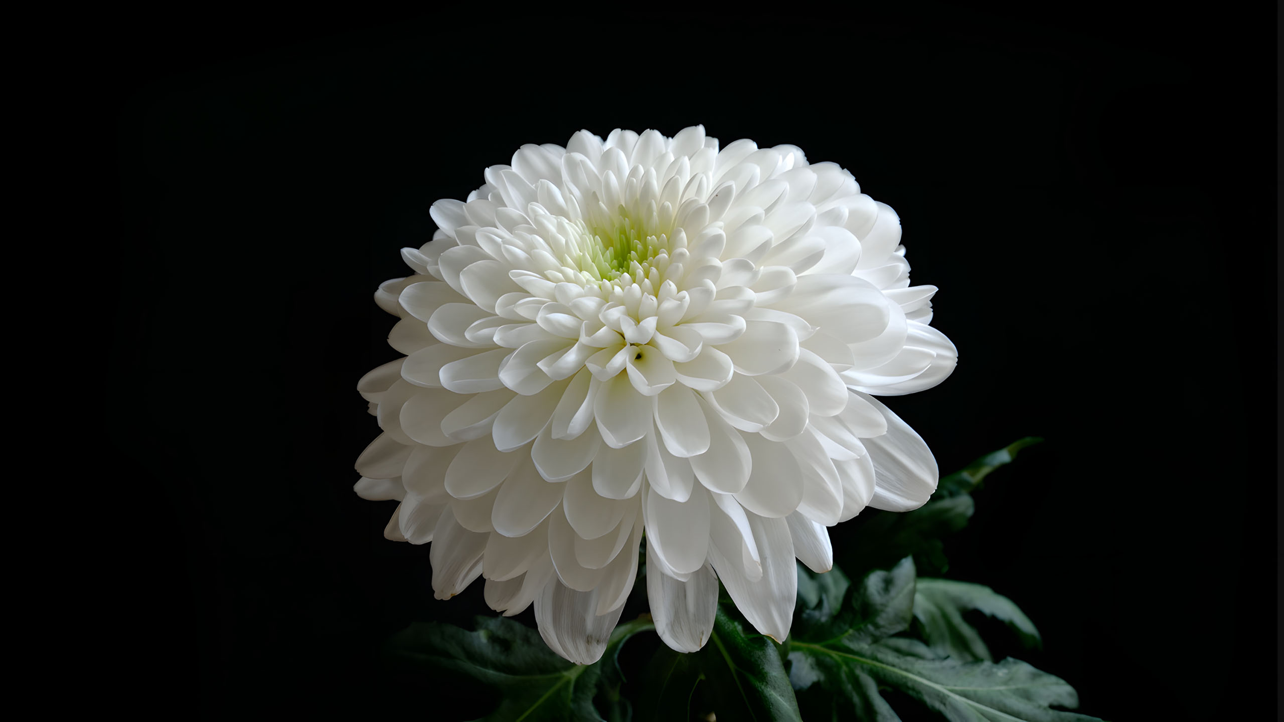 hinh nen den hinh anh hoa cuc trang buon 2560px 1440px 2k 5