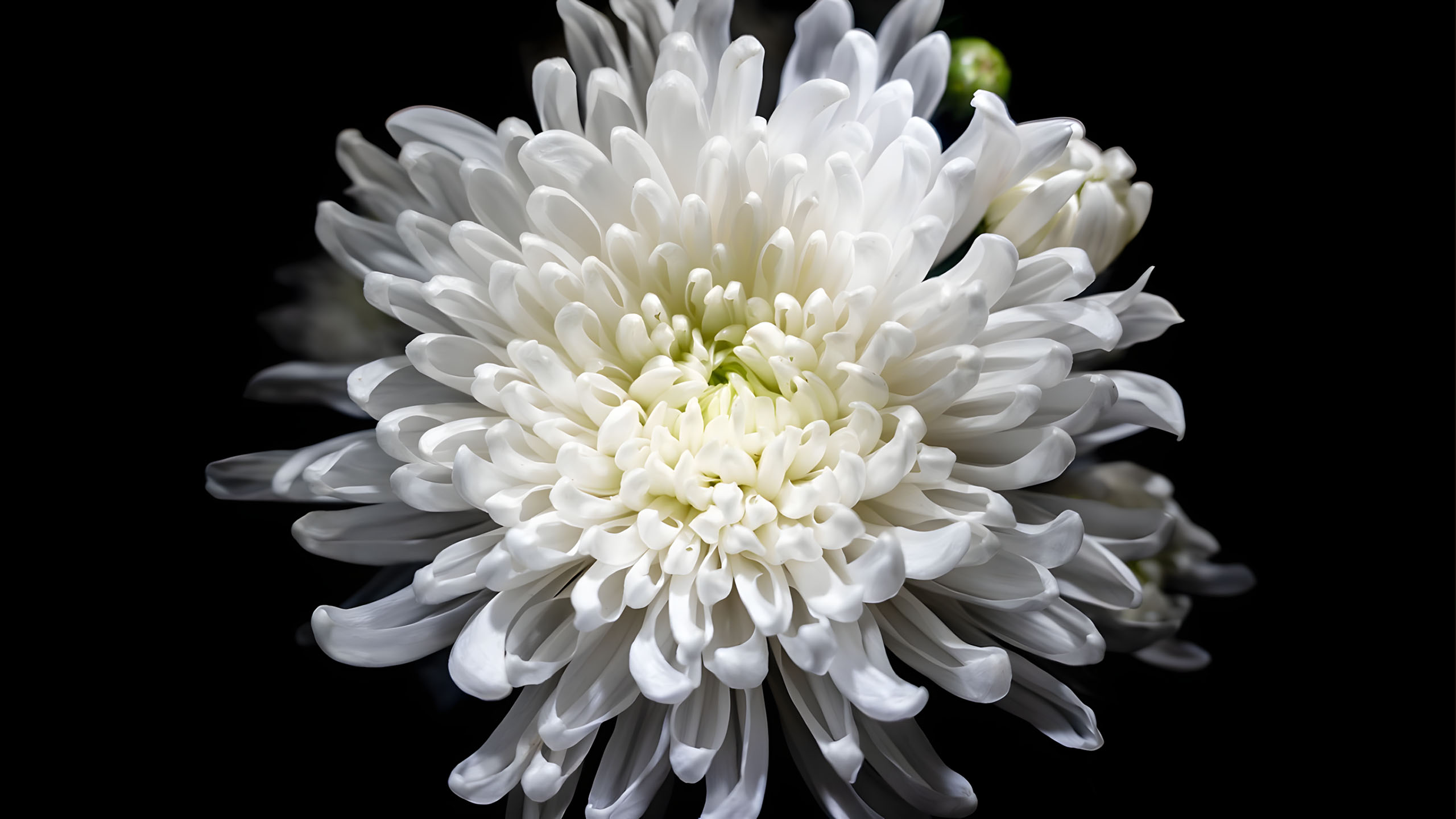 hinh nen den hinh anh hoa cuc trang buon 2560px 1440px 2k 4