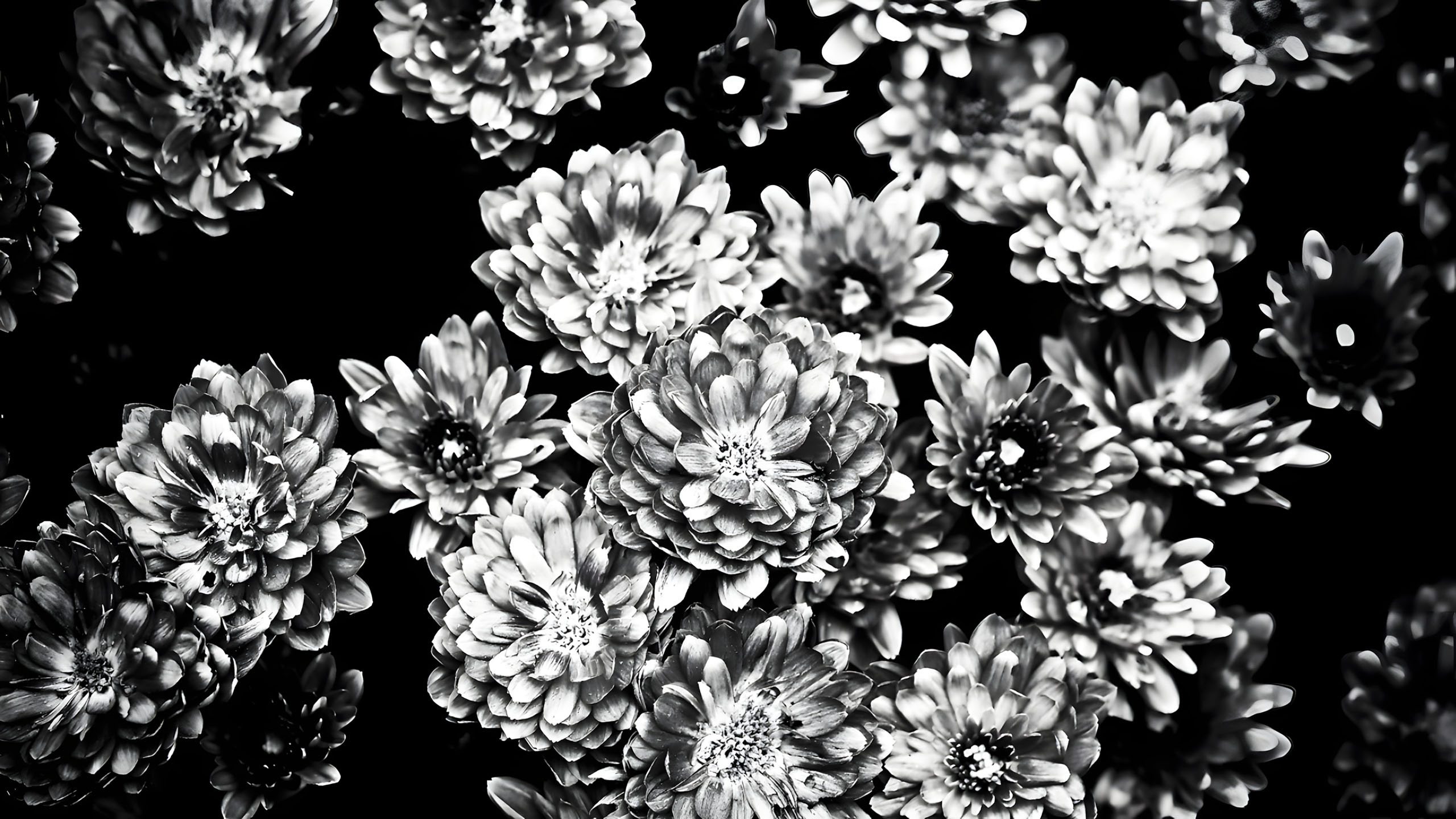 hinh nen den hinh anh hoa cuc trang buon 2560px 1440px 2k 3