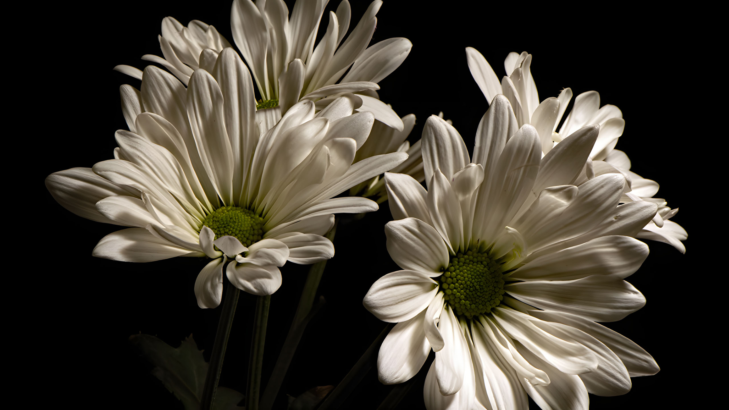 hinh nen den hinh anh hoa cuc trang buon 2560px 1440px 2k 2