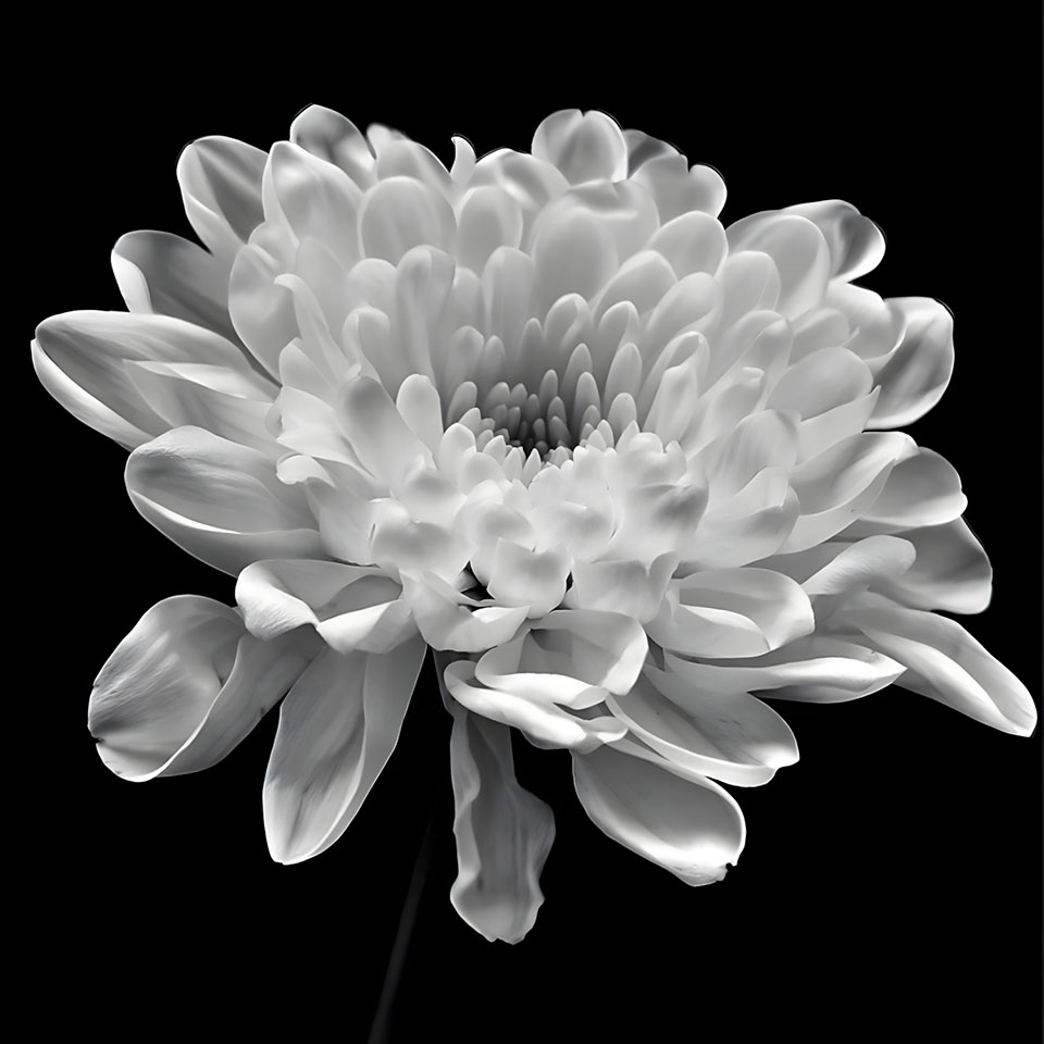 avatar hinh anh hoa cuc trang buon 960px 960px avatar 27