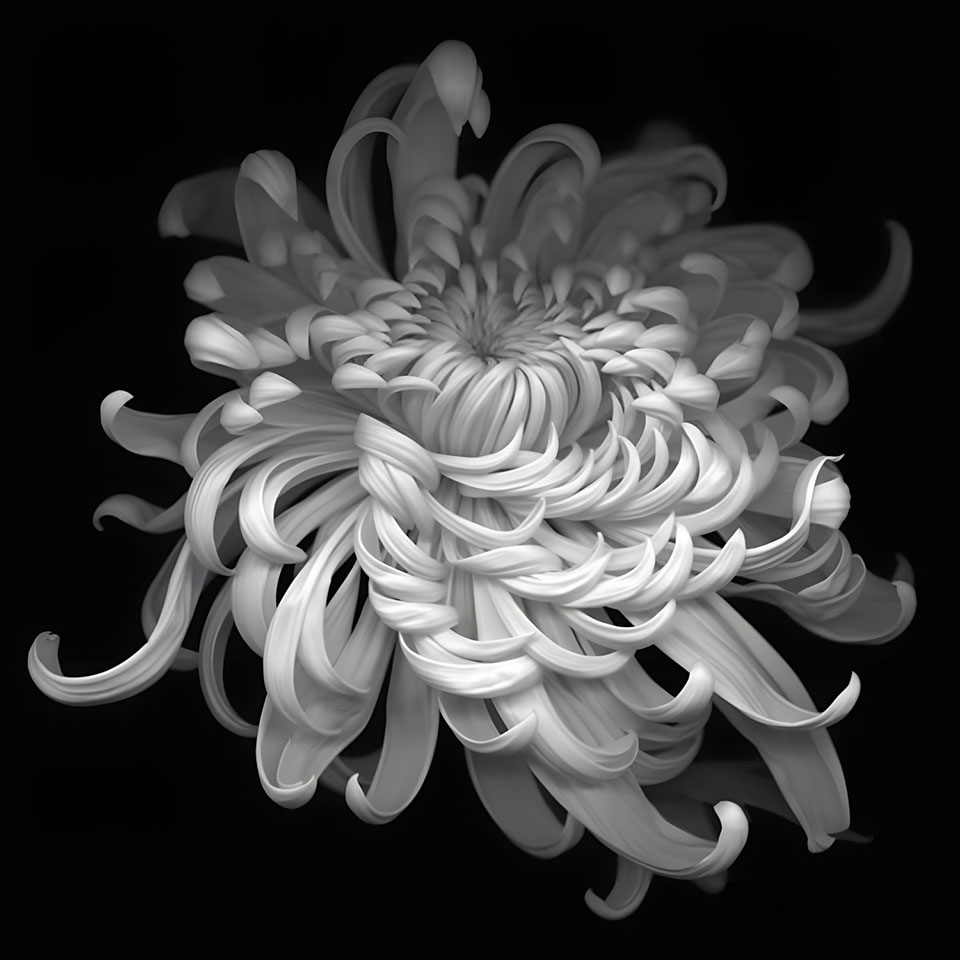 avatar hinh anh hoa cuc trang buon 960px 960px avatar 26