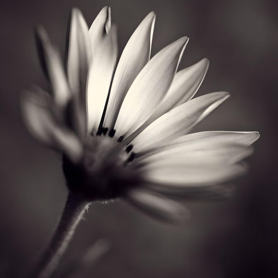 avatar hinh anh hoa cuc trang buon 960px 960px avatar 25