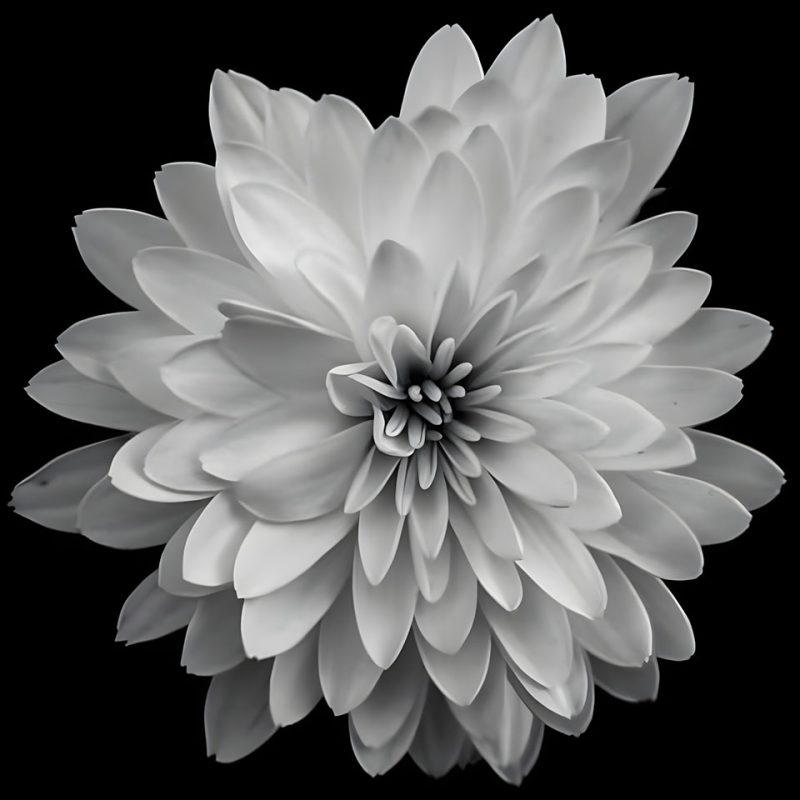 101+ Hình Ảnh Hoa Cúc Trắng Buồn 🌼😔📝, Avatar Hoa Cúc Trắng Buồn