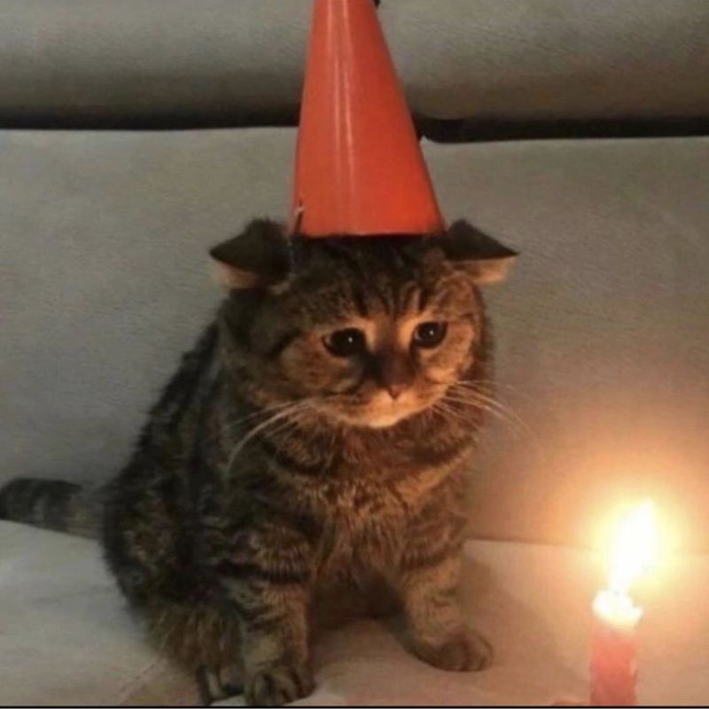 meme mèo cô đơn