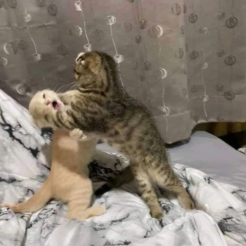 meme mèo cười đểu