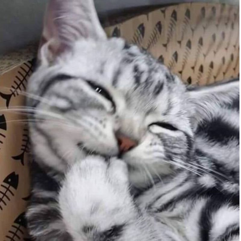 meme mèo cười mỉm