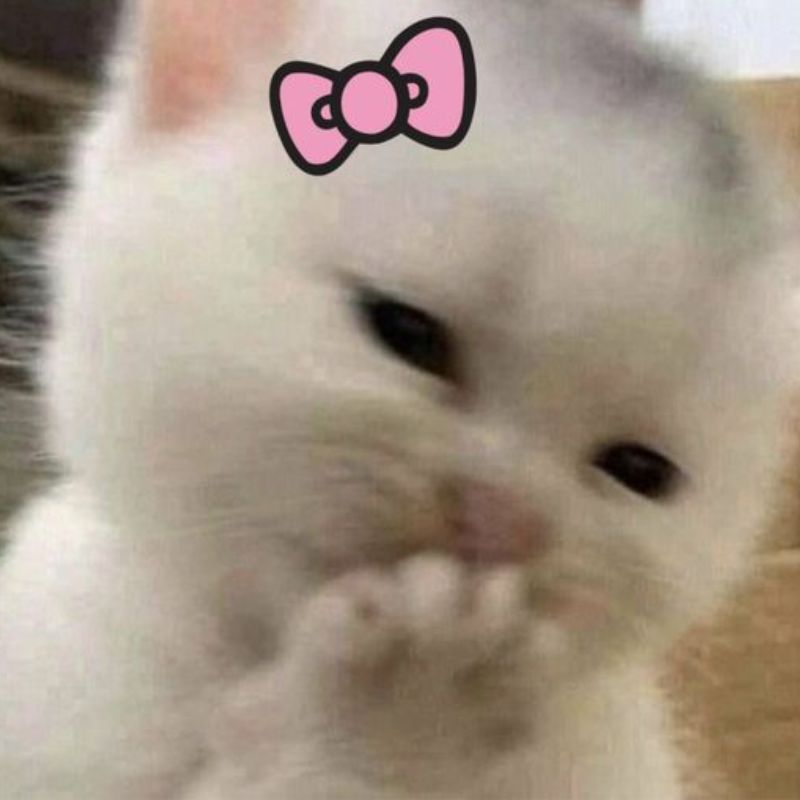 meme mèo đeo nhẫn