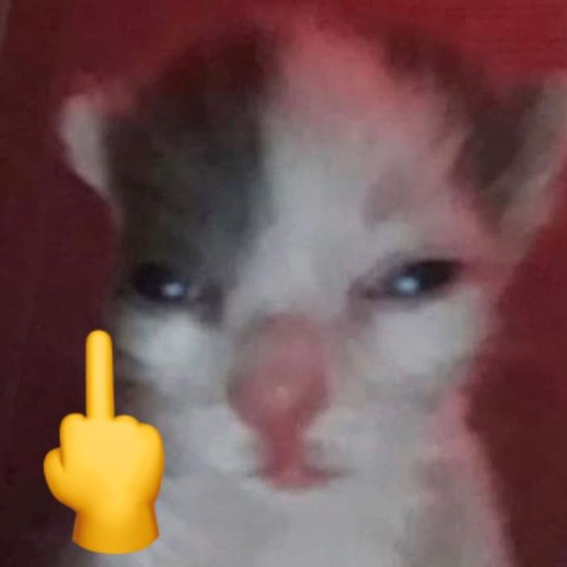 meme mèo dơ ngón giữa