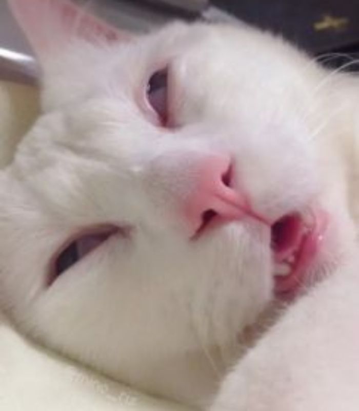 meme mèo mặt xấu