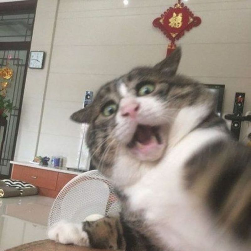 meme mèo hoảng hốt
