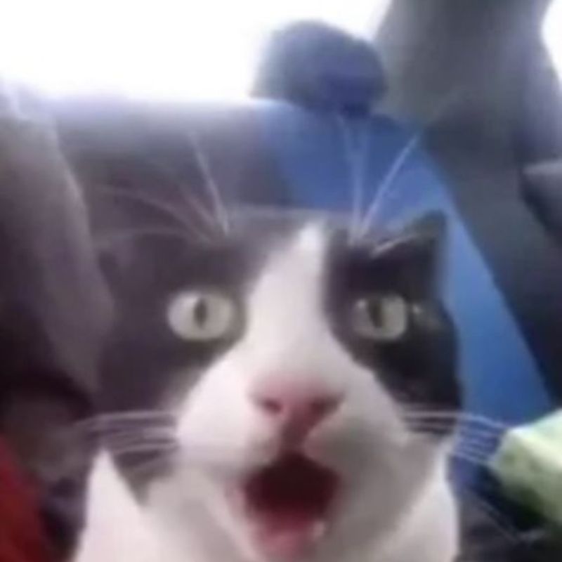 mèo bất ngờ meme