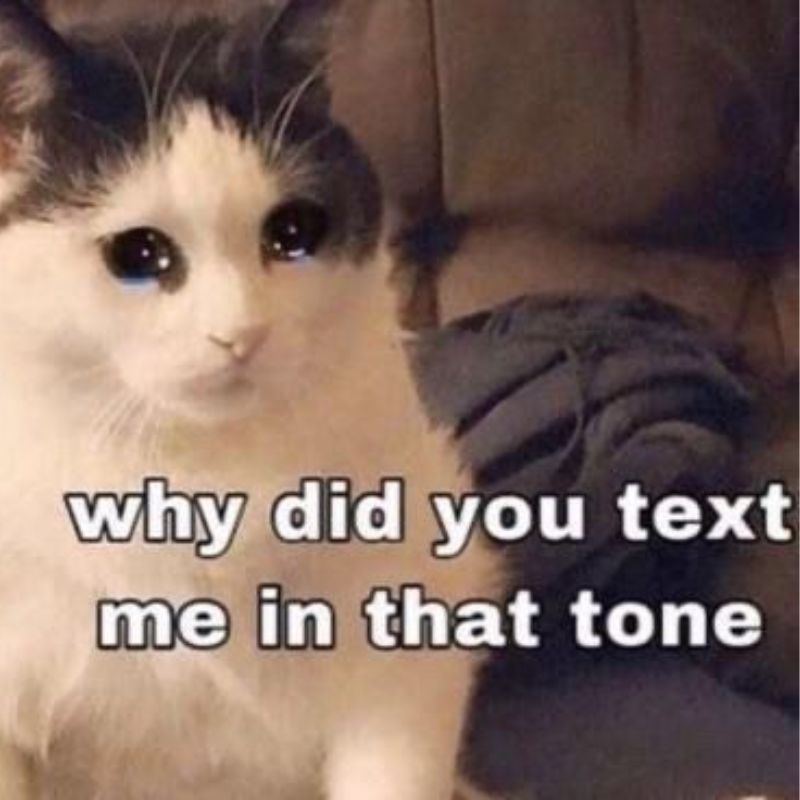 meme mèo tủi thân