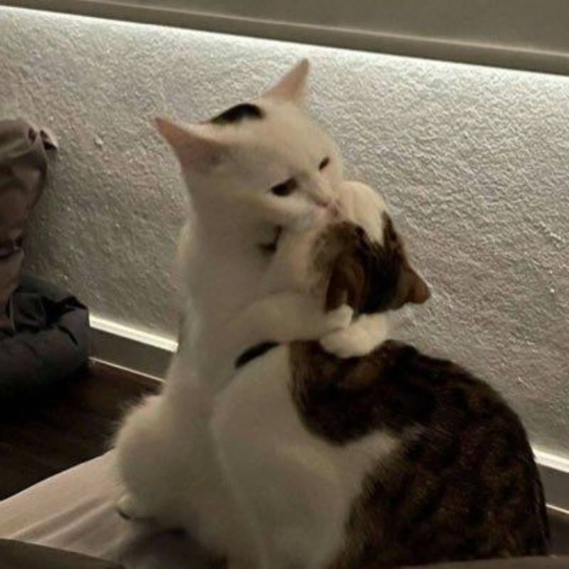 meme mèo thú vị